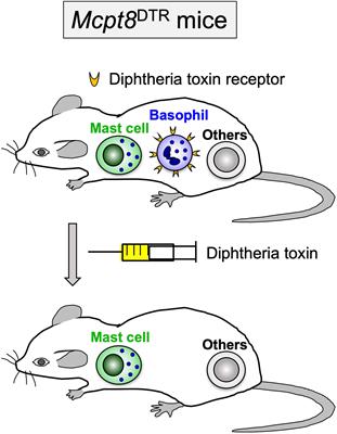 Immunobiology of Acquired Resistance to Ticks